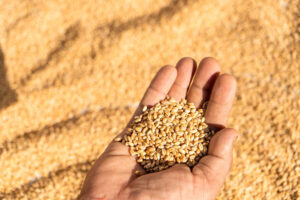 Grain Marketing: Understanding the Basics and How It Works