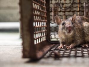 Mice Infestation