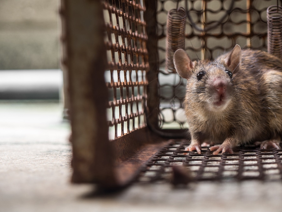Mice Infestation
